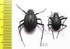 Tenebrionidae sp., pair  South Africa Rep. - INSECTS-STORE.RU