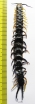 Myriapoda sp.  South Africa Rep.  100mm - INSECTS-STORE.RU