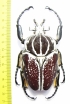 Goliathus goliathus f.conspersus, male  Cameroon 95 mm - INSECTS-STORE.RU