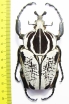 Goliathus goliathus f.albatus, male  Cameroon 93 mm - INSECTS-STORE.RU