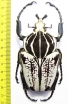 Goliathus goliathus f.albatus, male  Cameroon 91mm - INSECTS-STORE.RU
