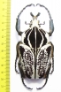 Goliathus goliathus f.albatus, male  Cameroon 91mm - INSECTS-STORE.RU