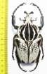 Goliathus goliathus f.albatus, male  Cameroon 94mm - INSECTS-STORE.RU