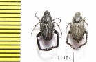 Hopliini sp., pair  South Africa Rep. - INSECTS-STORE.RU