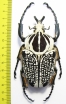 Goliathus orientalis, male  Congo 91mm - INSECTS-STORE.RU