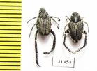 Hopliini sp., pair  South Africa Rep. - INSECTS-STORE.RU