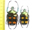 Jumnos ruckeri ruckeri, pair  Thailand  50mm - INSECTS-STORE.RU