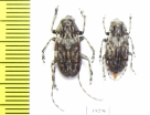 Mesosa myops, pair  Russia, Far East - INSECTS-STORE.RU