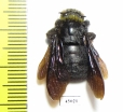 Hymenoptera, Xylocopa sp.  Indonesia, Makian isl. - INSECTS-STORE.RU
