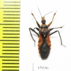 Hemiptera sp.  South Africa Rep. - INSECTS-STORE.RU
