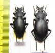 Carabus (Pachystus) graecus ssp., pair  Turkey, Artvin prov. - INSECTS-STORE.RU