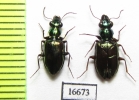 Carabidae sp.  Indonesia, Aru isl. - INSECTS-STORE.RU