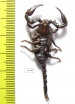 Scorpiones sp.  Indonesia, Makian isl. - INSECTS-STORE.RU