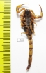 Scorpiones sp.  Indonesia, Makian isl. - INSECTS-STORE.RU