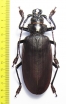 Titanus giganteus, male  French Guiana 120mm - INSECTS-STORE.RU