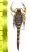 Scorpiones sp.  Indonesia, Makian isl. - INSECTS-STORE.RU