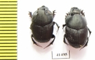 Onthophagus sp., pair  South Africa Rep. - INSECTS-STORE.RU