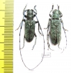 Monochamus sp., pair  Thailand - INSECTS-STORE.RU
