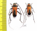 Purpuricenus budensis, pair  Azerbaijan - INSECTS-STORE.RU