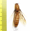 Formicidae sp.  South Africa Rep. - INSECTS-STORE.RU