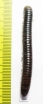 Myriapoda sp.  South Africa Rep.  60mm - INSECTS-STORE.RU