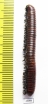 Myriapoda sp.  South Africa Rep. - INSECTS-STORE.RU
