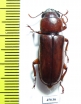 Parandrinae sp.  Colombia - INSECTS-STORE.RU