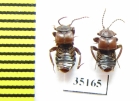 Lomechusoides strumosus  Russia, Tver reg. (myrmecophilous) - INSECTS-STORE.RU