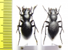 Omus tularensis, pair  USA - INSECTS-STORE.RU