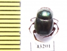 Scarabaeinae sp.  French Guiana - INSECTS-STORE.RU