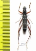 Sclethrus stenocylindrus  Laos - INSECTS-STORE.RU