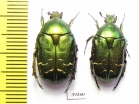 Cetonia aurateformis, pair  Spain - INSECTS-STORE.RU
