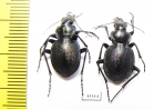 Callisthenes karelini karelini, pair  Kazakhstan - INSECTS-STORE.RU