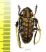 Aristobia approximator  Thailand - INSECTS-STORE.RU