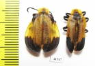 Lycidae sp., pair  South Africa Rep. - INSECTS-STORE.RU