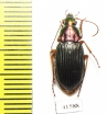 Carabidae sp.  South Africa Rep. - INSECTS-STORE.RU