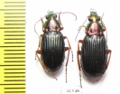 Carabidae sp., pair  South Africa Rep. - INSECTS-STORE.RU
