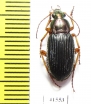Carabidae sp.  South Africa Rep. - INSECTS-STORE.RU