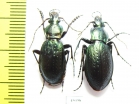 Carabus (Eucarabus) sternbergi sobaeksanensis, pair  Korea - INSECTS-STORE.RU
