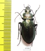Carabus (Eucarabus) sternbergi sternbergi  Korea - INSECTS-STORE.RU