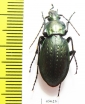 Carabus (Eucarabus) sternbergi sternbergi  Korea - INSECTS-STORE.RU