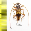Phoracantha recurva  Spain - INSECTS-STORE.RU