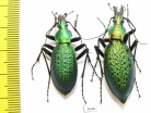 Carabus (Coptolabrus) smaragdinus sangjaei, pair  Korea - INSECTS-STORE.RU