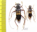 Phoracantha semipunctata, pair  Spain - INSECTS-STORE.RU
