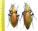 Carabus (Coptolabrus) smaragdinus branickii, pair  Korea - INSECTS-STORE.RU