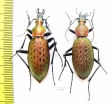 Carabus (Coptolabrus) smaragdinus hoenggandoensis, pair  Korea - INSECTS-STORE.RU