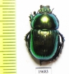 Phelotrupes auratus  Japan - INSECTS-STORE.RU