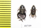 Hopliini sp., pair  South Africa Rep. - INSECTS-STORE.RU