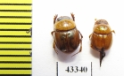 Scarabaeinae sp.  French Guiana - INSECTS-STORE.RU