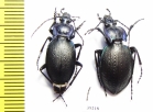 Carabus (Oreocarabus) guadarramus, pair  Spain - INSECTS-STORE.RU